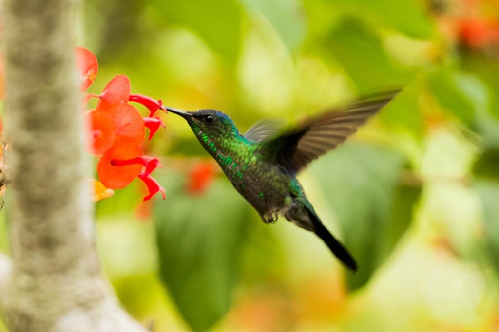 Kleinste vogel ter wereld