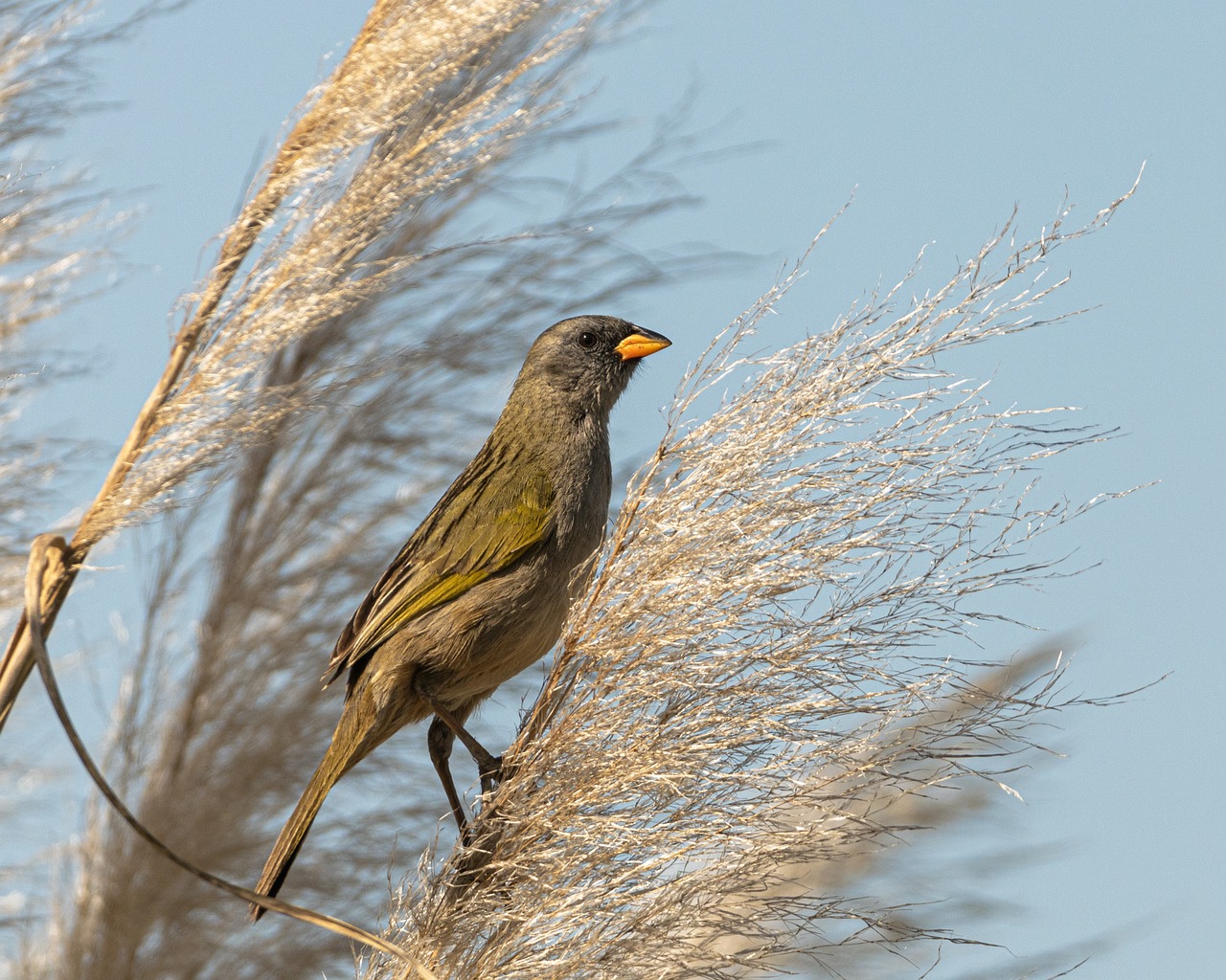 Dit vogeltje werd traditioneel gegeten met een servet over het hoofd